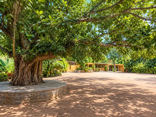 Banyan tree with a round stone seating platform shading an open courtyard, with yellow resort buildings in the background
