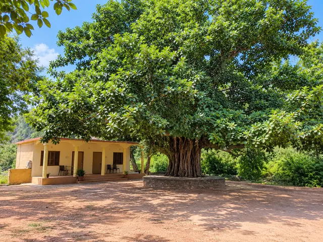 Massive banyan tree with a stone platform standing beside a single-storey cottage with a pillared veranda