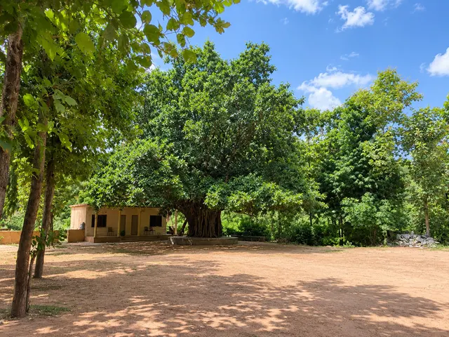 Large old banyan tree beside a small cottage and an open courtyard at Roopam Resort, Ranakpur