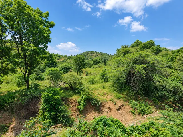 Green hillside covered with trees and shrubs under a blue sky near Ranakpur, Rajasthan