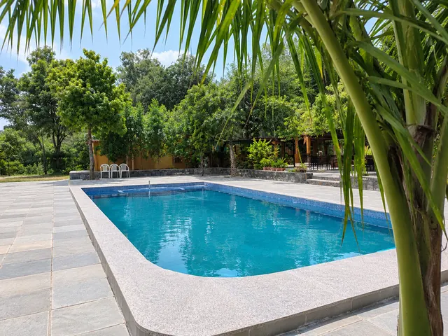 Blue swimming pool with a stone deck, framed by palm leaves and tall trees